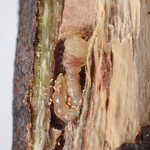 Neocuris dichroa, PL3926, larva, in Eutaxia diffusa x E. microphylla (PJL 3192) stem, MU, 12.0 × 2.4 mm